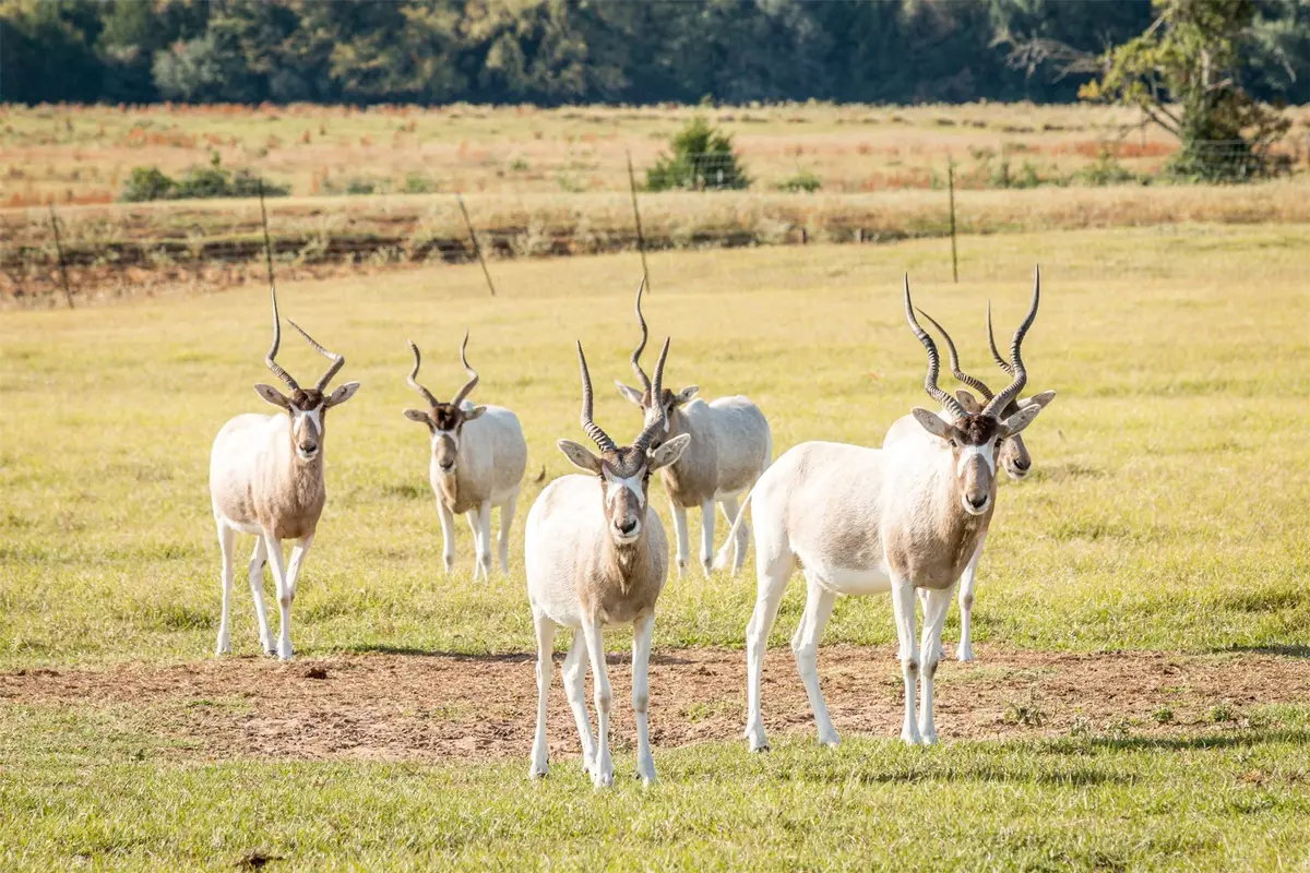 TBD W Hwy 79, Franklin, TX 77856 - #1