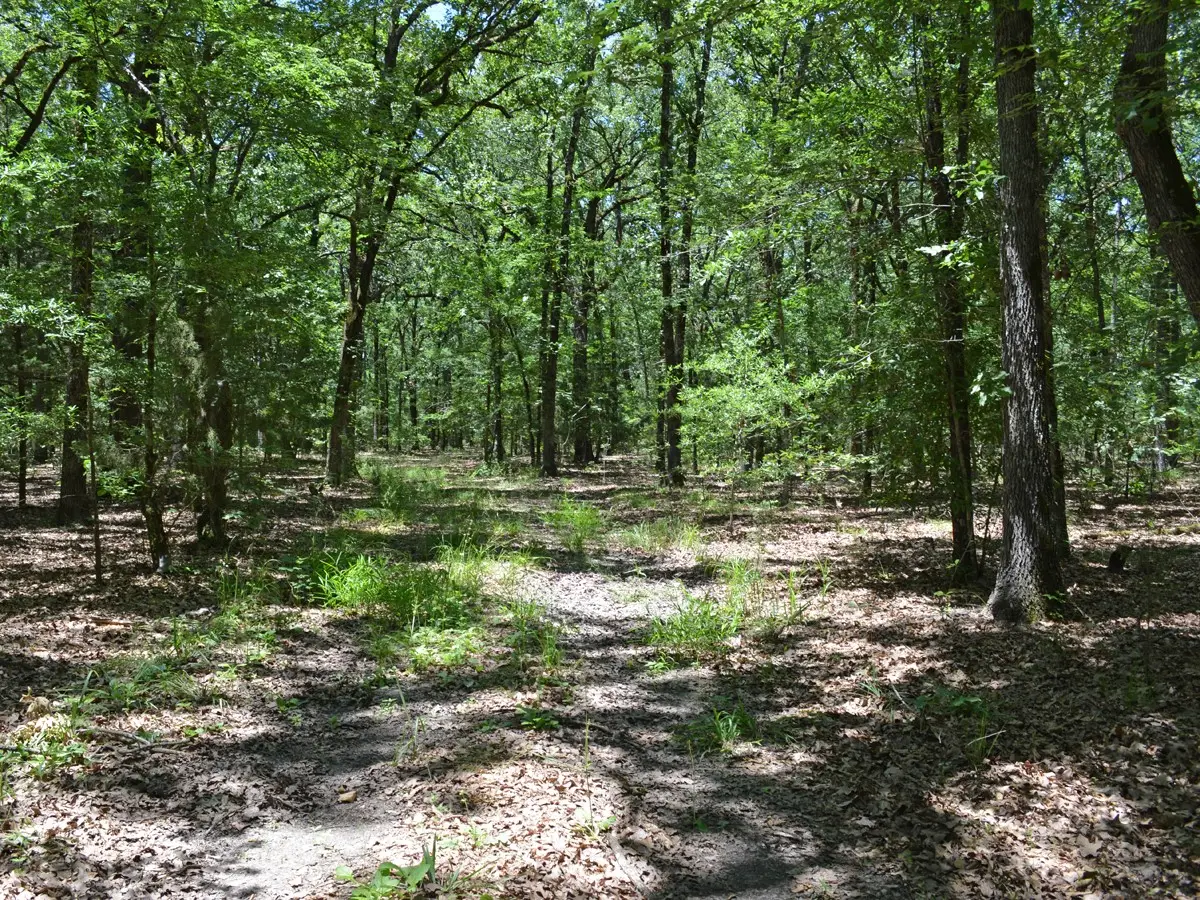 TBD County Road 14590, Pattonville, TX 75468 - #1