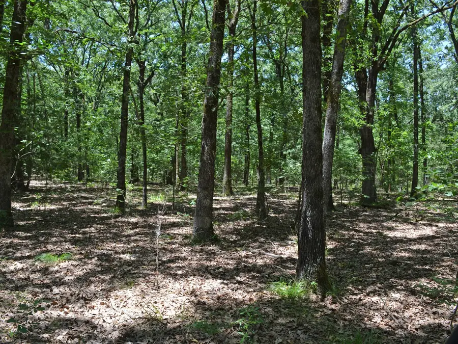 TBD County Road 14590, Pattonville, TX 75468 - #3