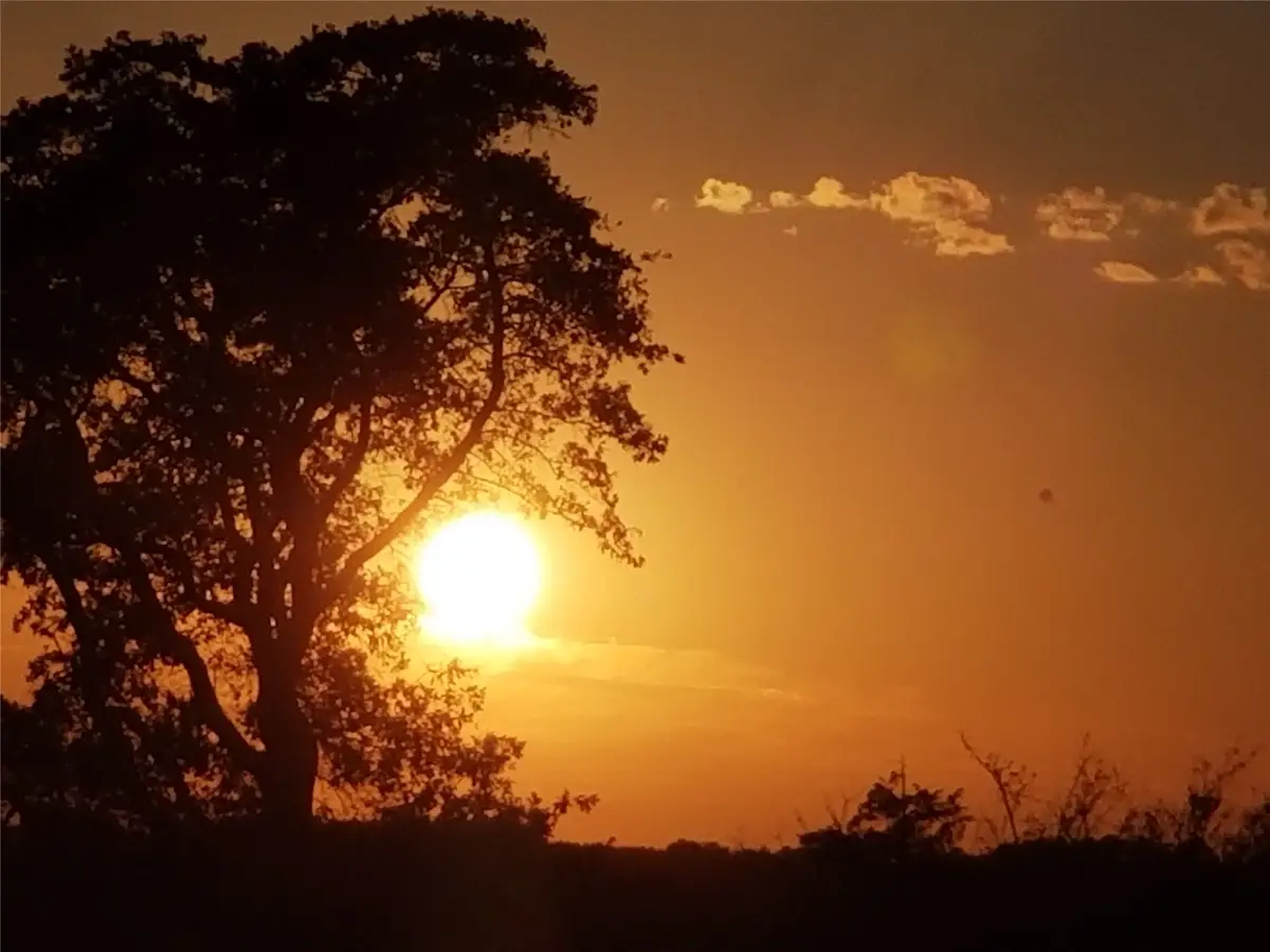 TBD Fm 317, Chandler, TX 75758 - #1