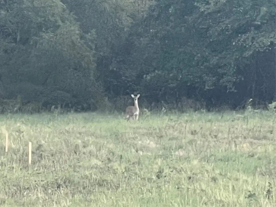 136 Aslan Road, Poolville, TX 76487 - #3