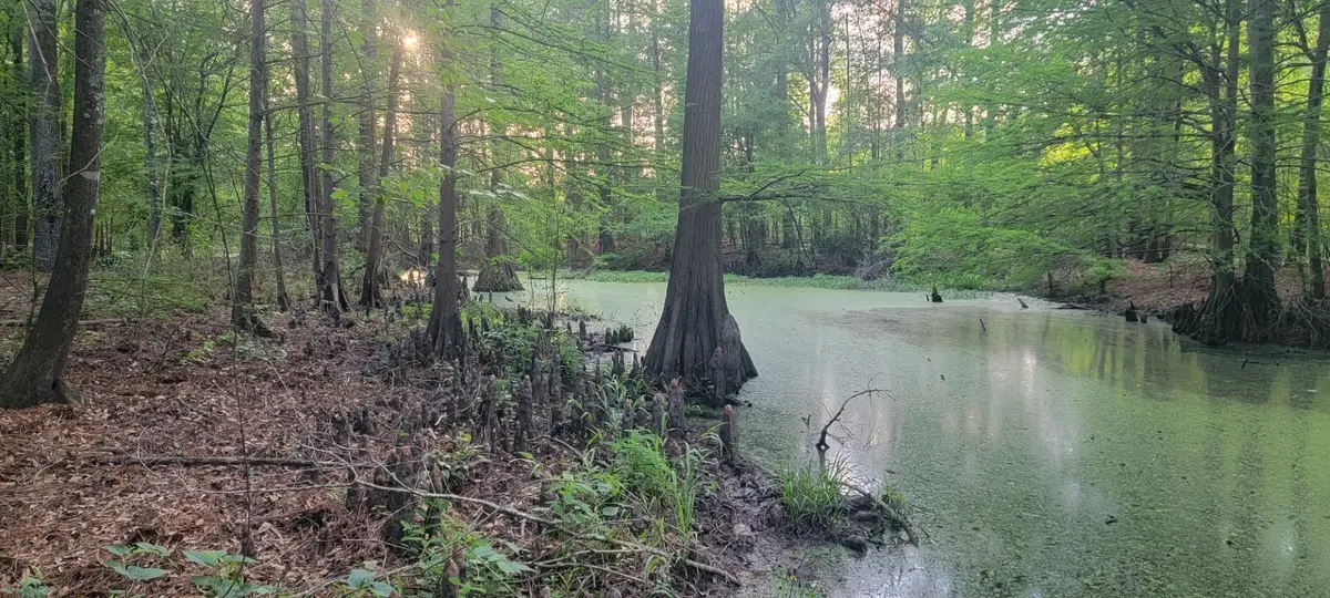 TBD County Road 430, Carthage, TX 75633 - #1