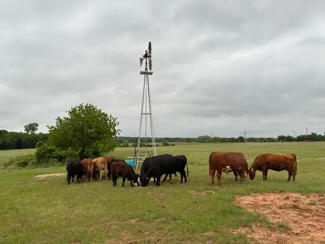 599 Lone Star, Poolville, TX 76487 - #3