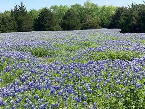 821 Ewing Road, Ellis, TX 75125 - #1