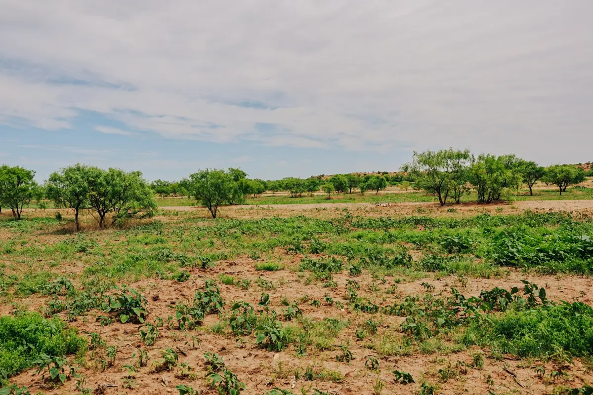 13558 County Road 440, Merkel, TX 79536 - #1