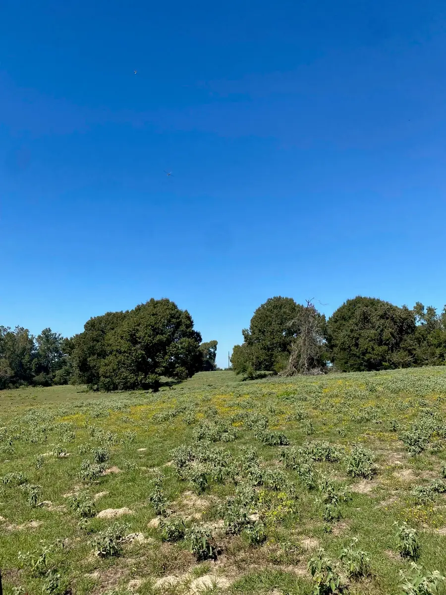 TBD 006 County Road 242, Oakwood, TX 75855 - #2