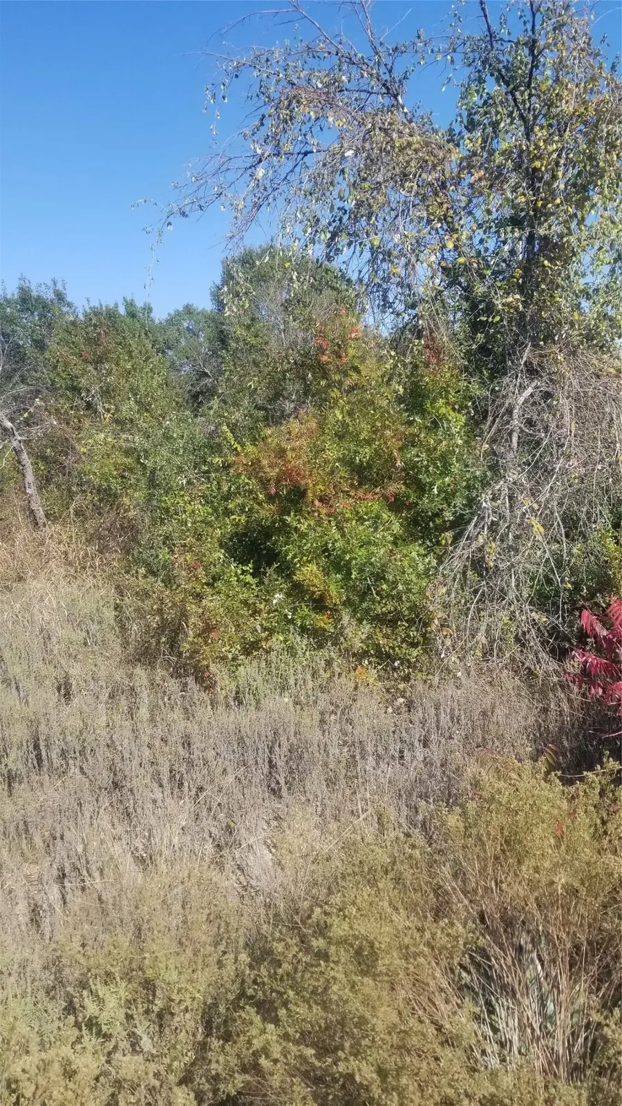 260 Scenic Wood Drive, Reno, TX 76020 - #2
