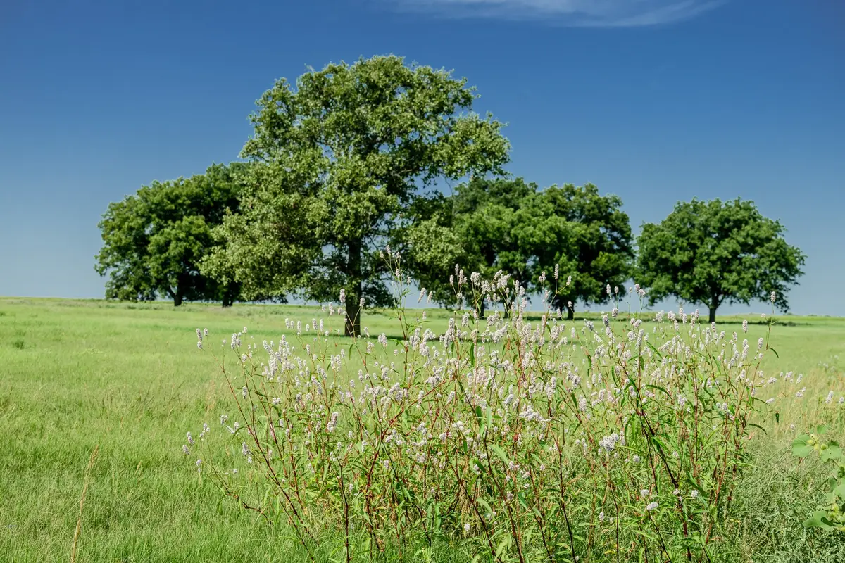 001 W Pleasant Valley Road, Bellevue Joy, TX 76230 - #1