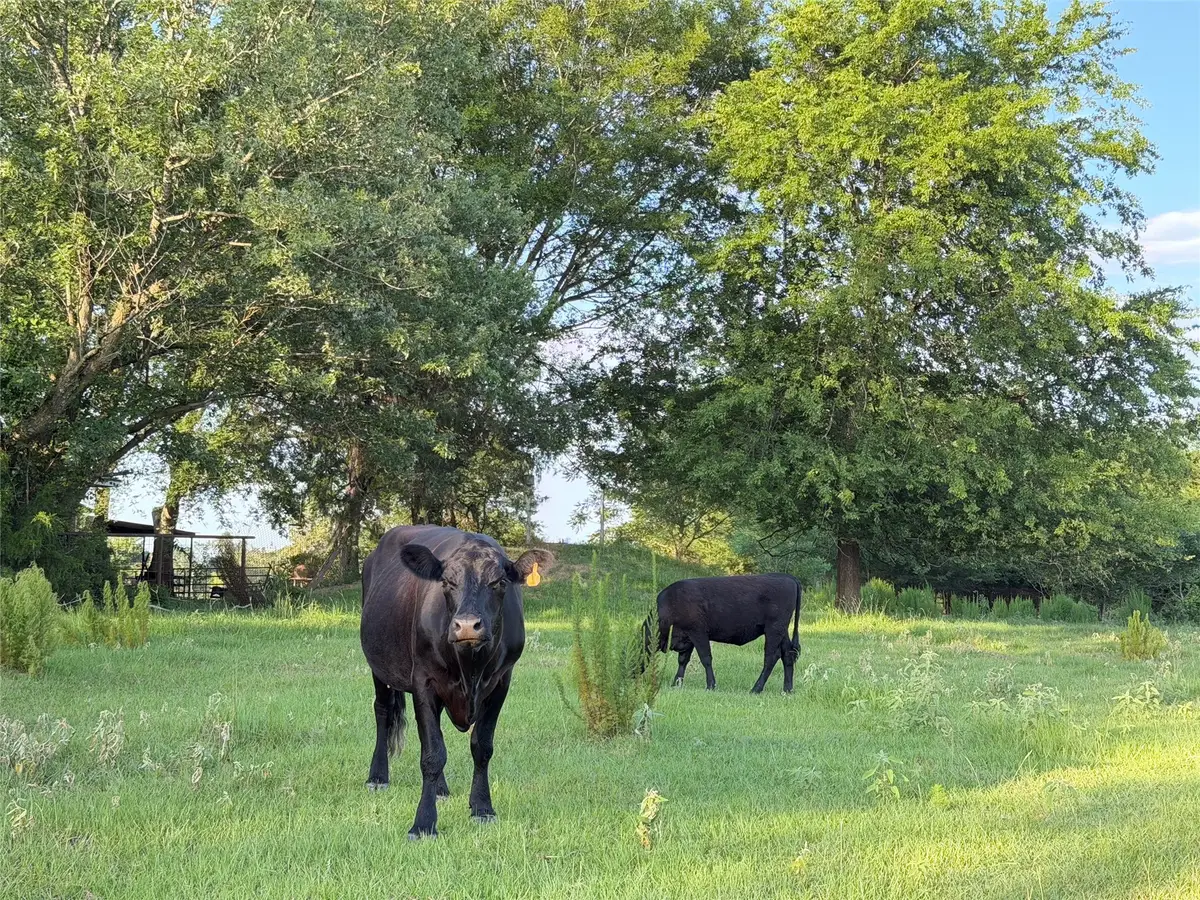 TBD Cr 4260, Mount Pleasant, TX 75455 - #1