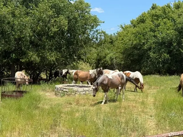 10723 County Road 539, Hico, TX 76457 - #3