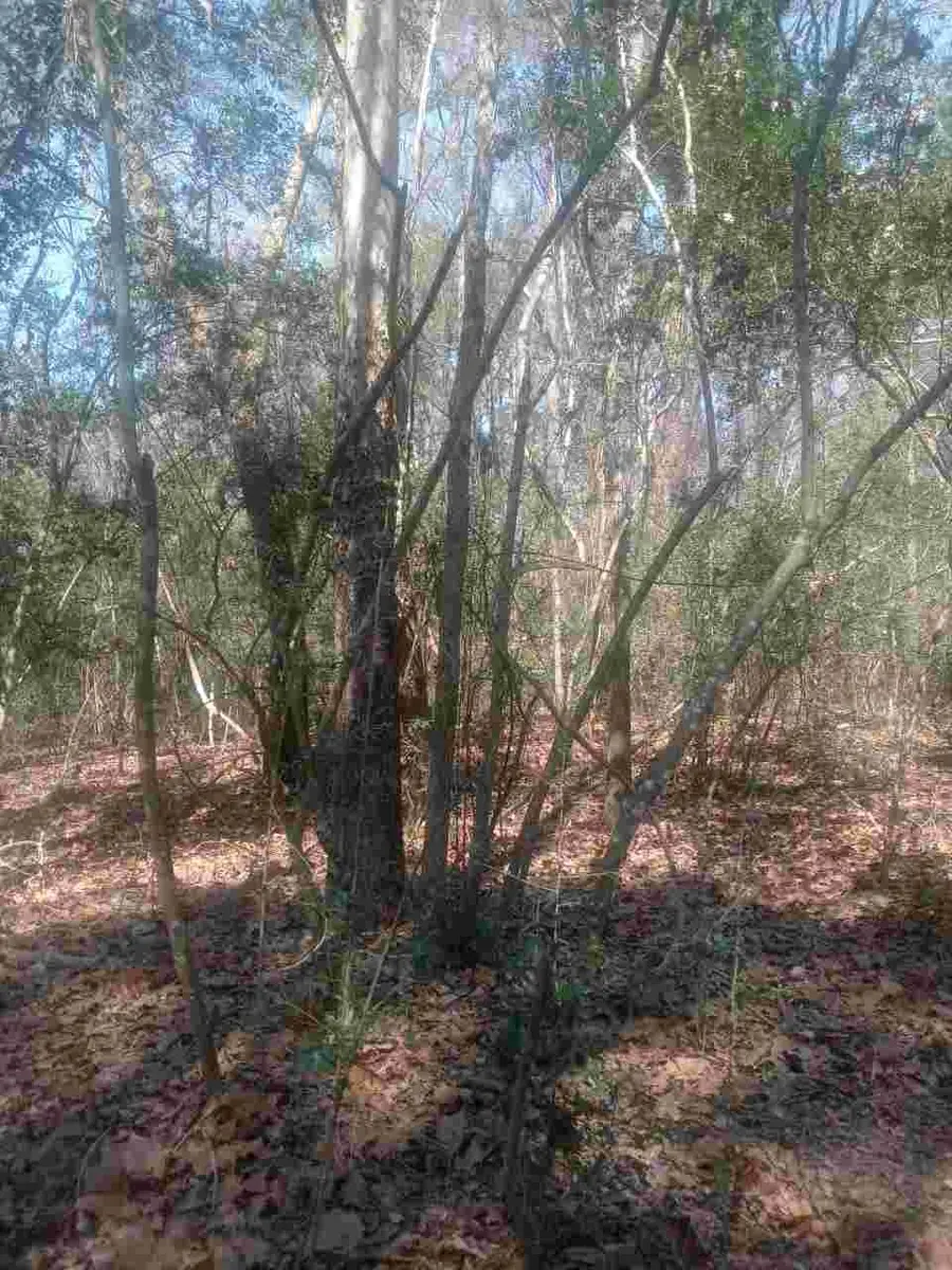 24282 Marshburn Drive, Hockley, TX 77447 - #3