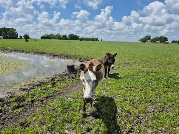 9561 N Tx-50 Highway, Ladonia, TX 75449