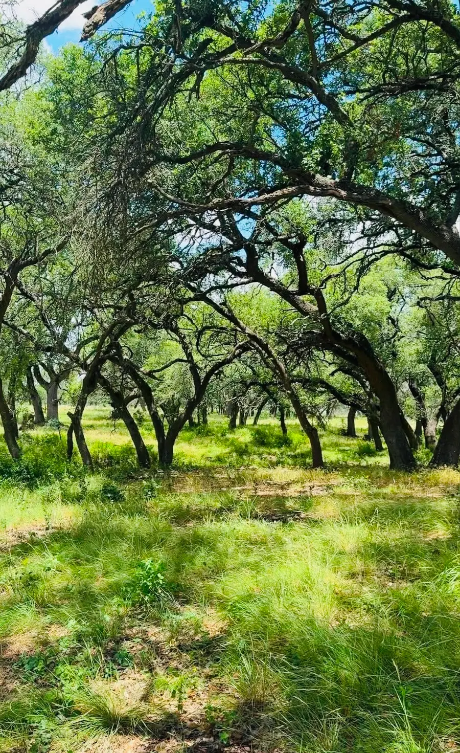 Lot 26 Swiss Ranch Rd, Round Mountain, TX 78663 - #3
