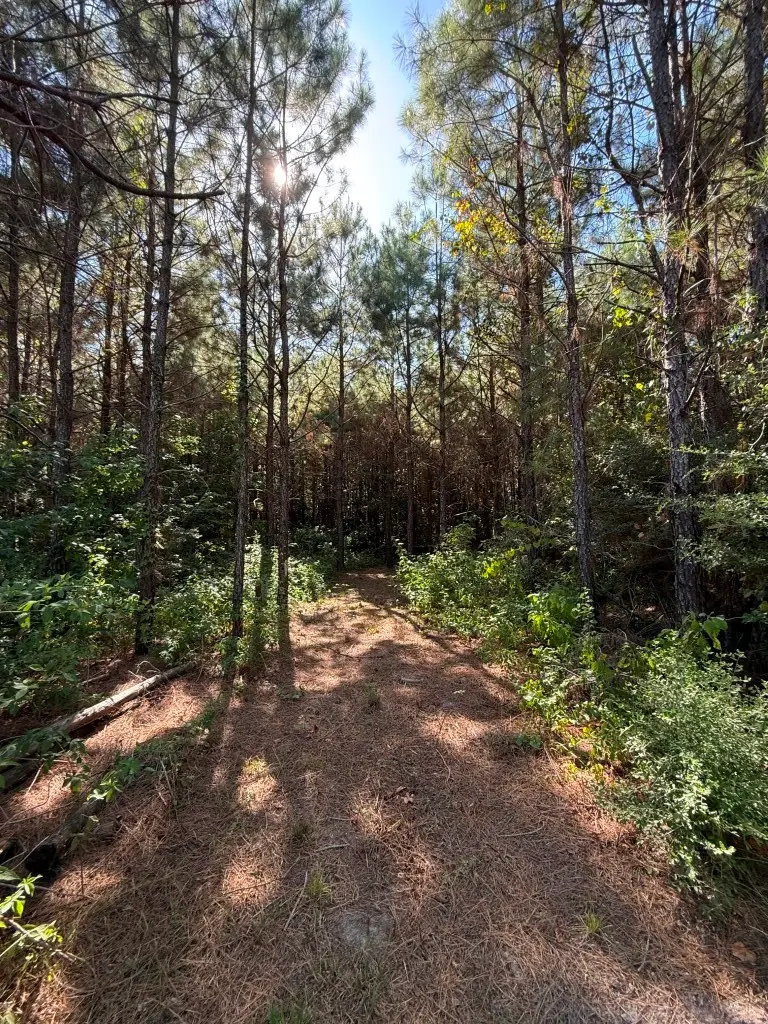TBD Pr 8263, Broaddus, TX 75929 - #1