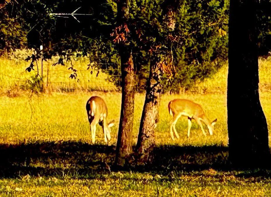 3074 Vz County Road 2120, Canton, TX 75103 - #1