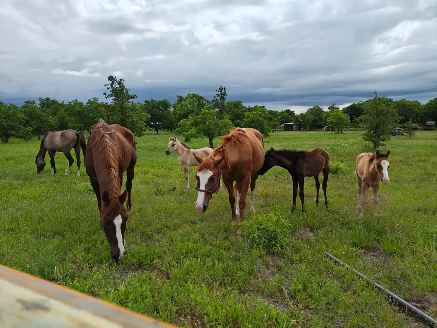 6189 Private Road 2752, Clyde, TX 79510 - #2