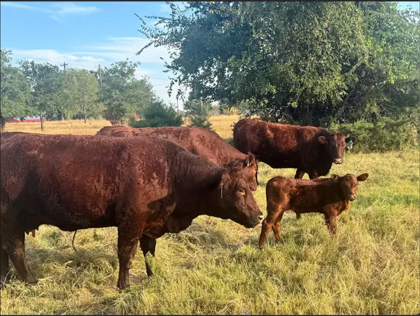 1870 Ross Lane #1, Springtown, TX 76082