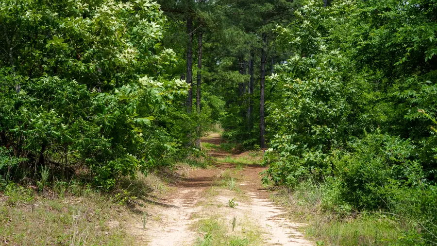 TBD State Highway 64 #2, Ben Wheeler, TX 75754 - #3