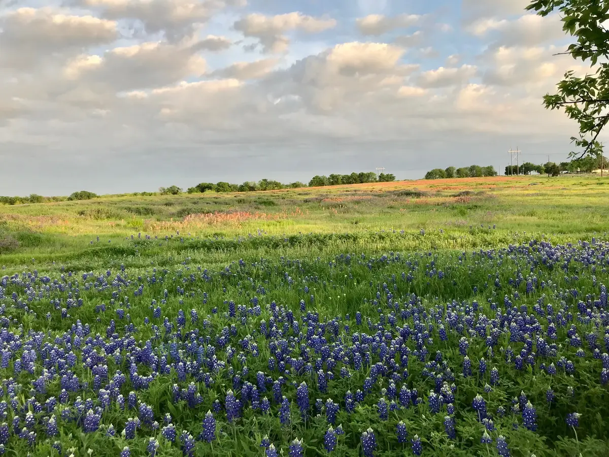 00 00 Fm-660, Ennis, TX 75119 - #1