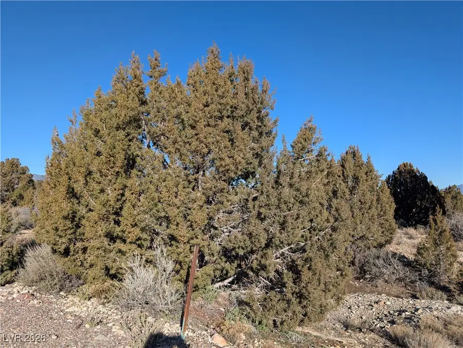 Ponderosa Pine, Pioche, NV 89043 - #2