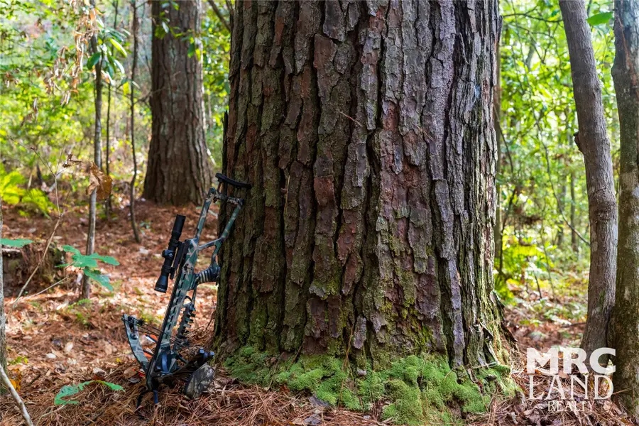 15117 Texas 87, Wiergate, TX 75977 - Image #3