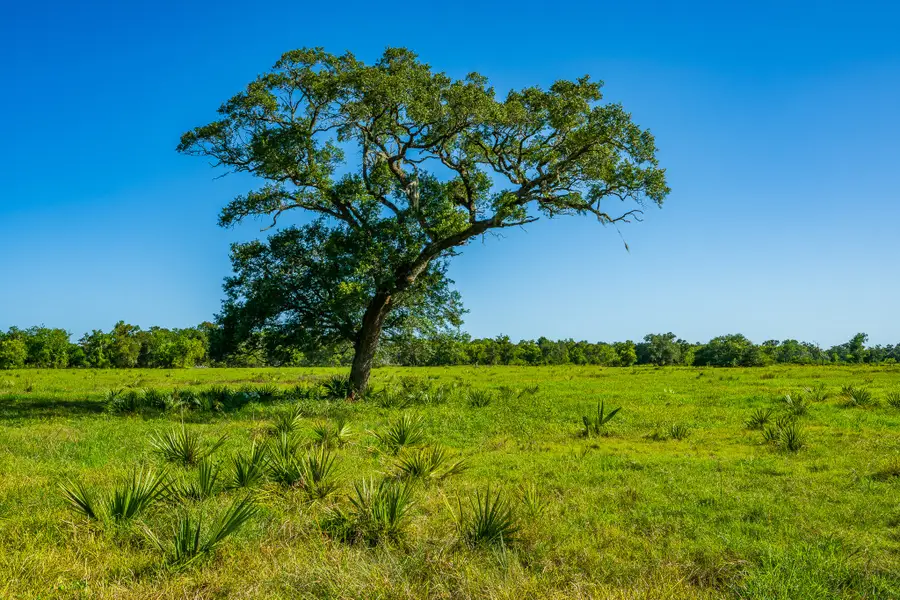 700 Cr-700, Brazoria, TX 77422 - #2