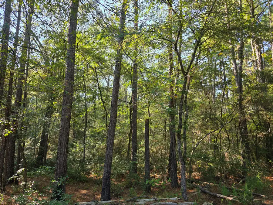 00 Hackberry Drive, Plantersville, TX 77363 - #2