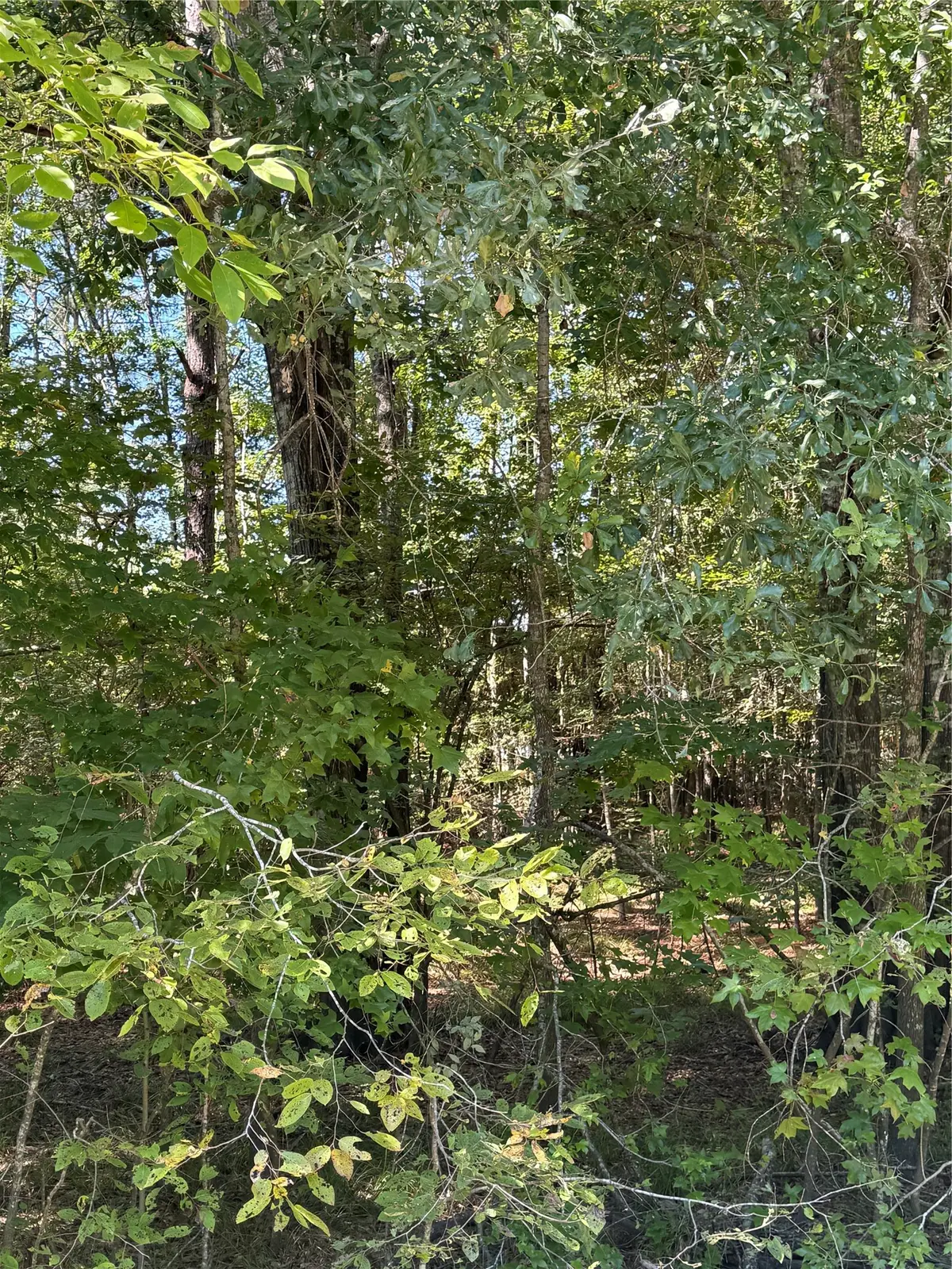 00 Caney Creek, Huntsville, TX 77320 - #1
