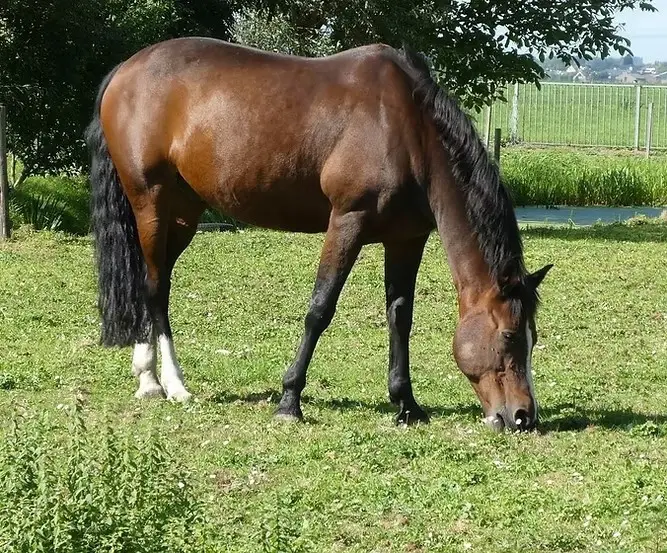 Lt 29 Broken Arrow Trail, Angleton, TX 77515 - #1