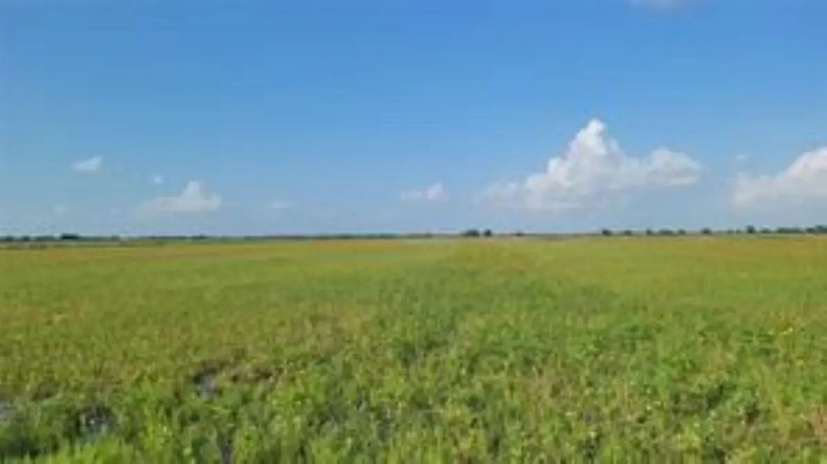 1297 Mcdonald Road, Eagle Lake, TX 77434 - #1