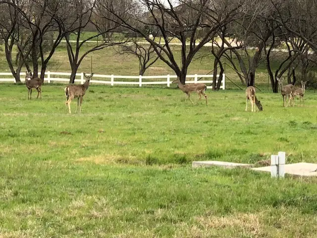 404 Shale, Horseshoe Bay, TX 78657 - Image #2