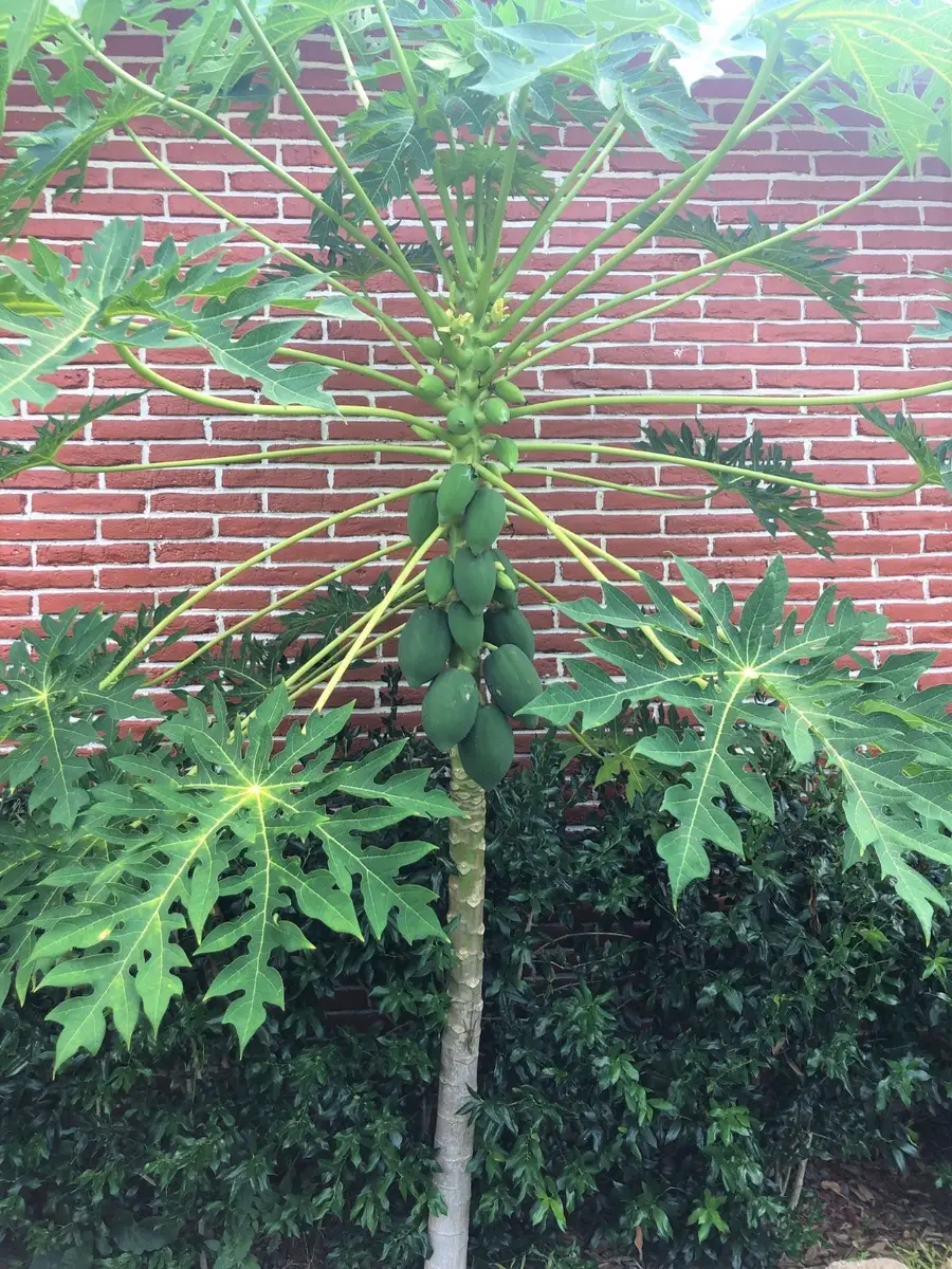 6609 Scribner Road, Houston, TX 77074 - Image #3