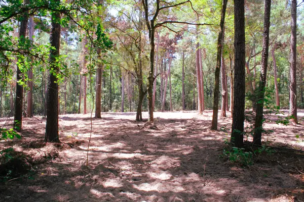 66 AC Tanyard Church Lane, Midway, TX 75852