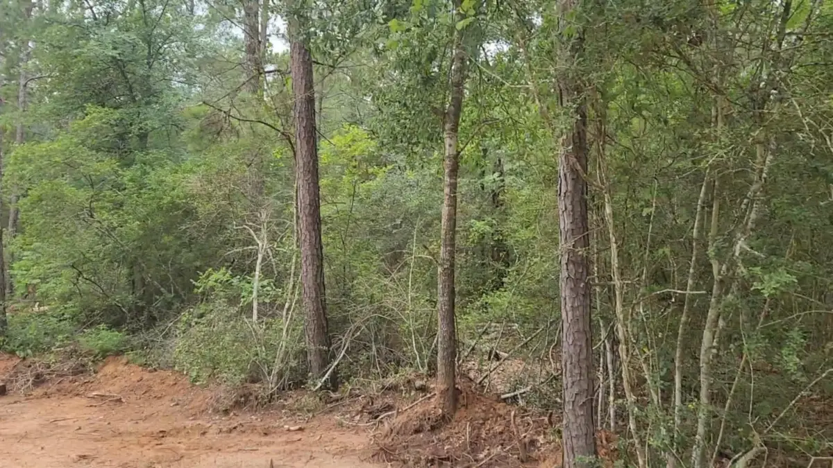 Lot 3 Scarlet Oak Drive, Plantersville, TX 77363 - #1