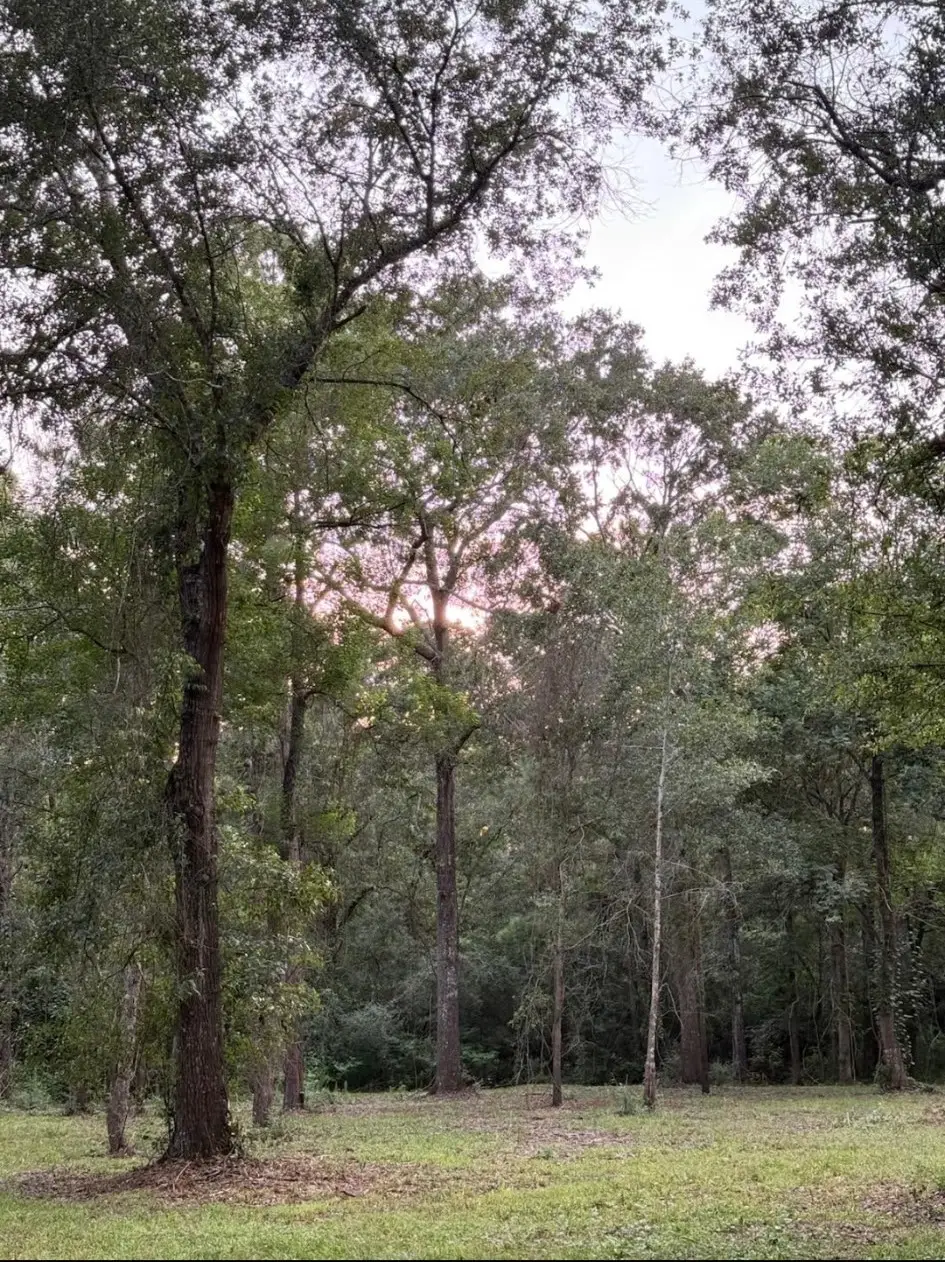 26164 Grand Pines Road, Magnolia, TX 77355 - #1