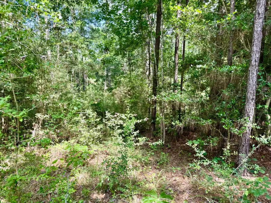 TBD Spring Creek Drive, Coldspring, TX 77331 - #2