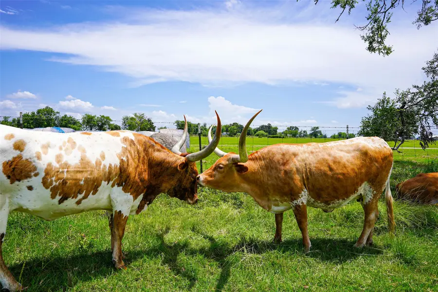8295 County Rd 179, Richards, TX 77873 - #3