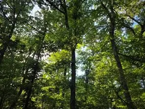 0 Timber Ridge, Larue, TX 75770 - #1