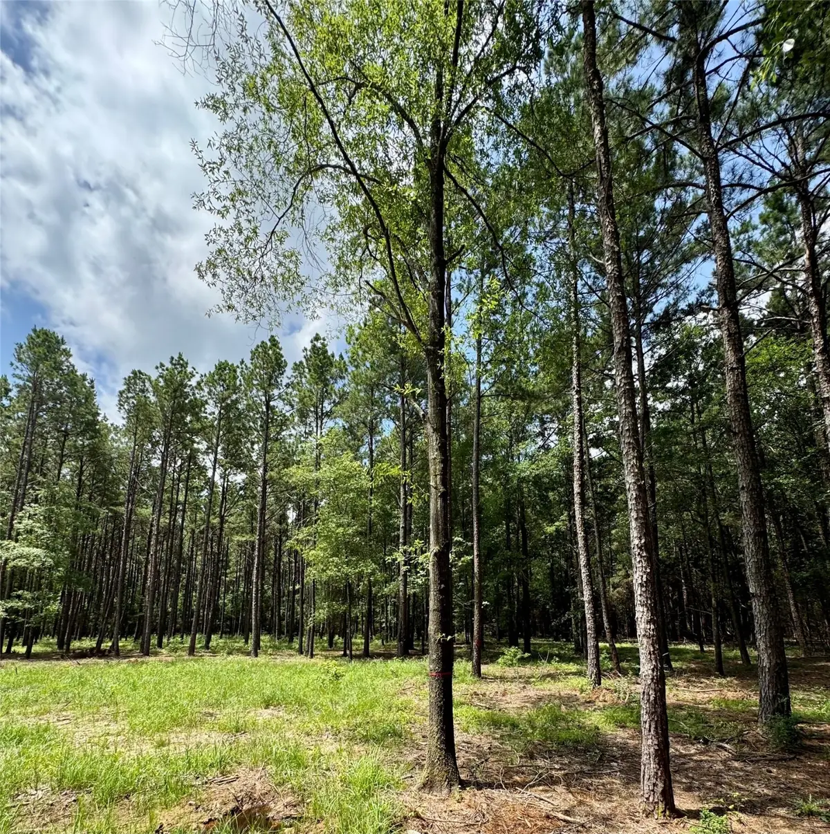 TBD 10 Cr 2626, Wells, TX 75976 - Image #1