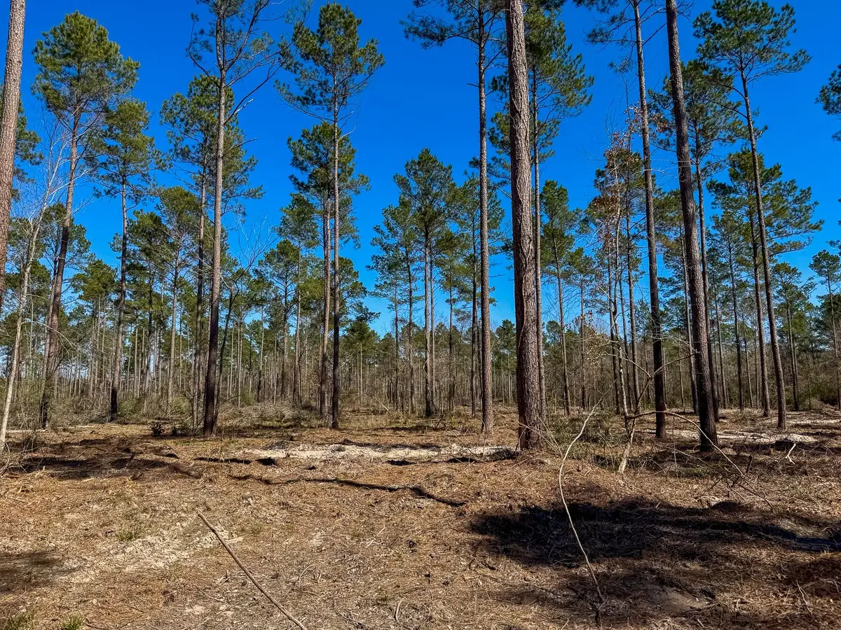 02 Boontown Road, Trinity, TX 75845 - #1