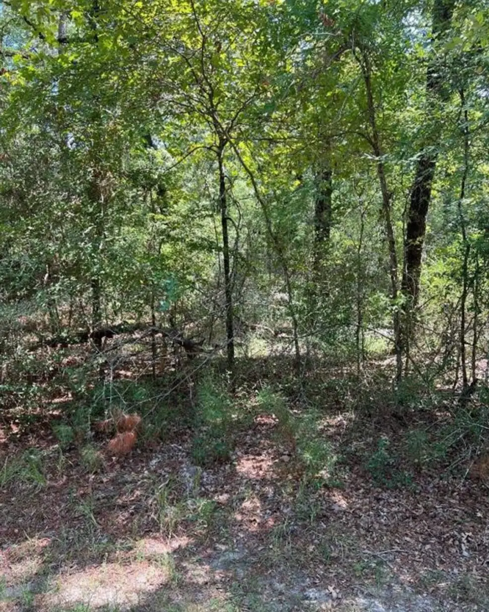 38 Landing Way, Trinity, TX 75862 - #1