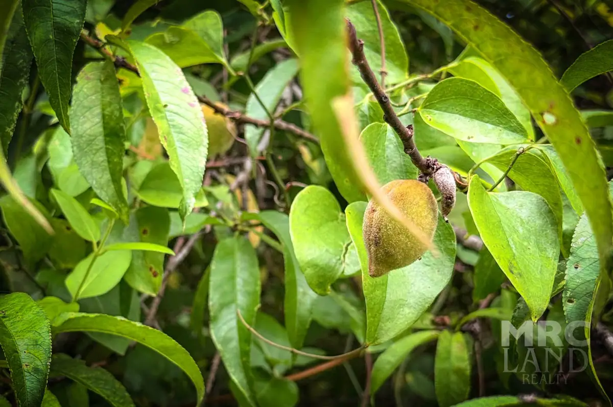 00 County Road 3366, Tenaha, TX 75974 - Image #1