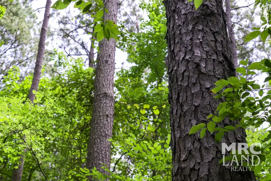 00 County Road 3366, Tenaha, TX 75974 - Image #3