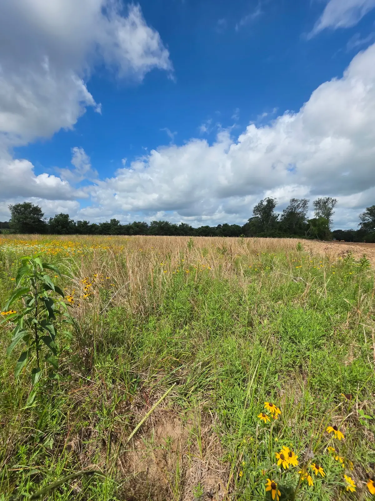TBD LOT 10 County Road 201, Plantersville, TX 77363 - #1