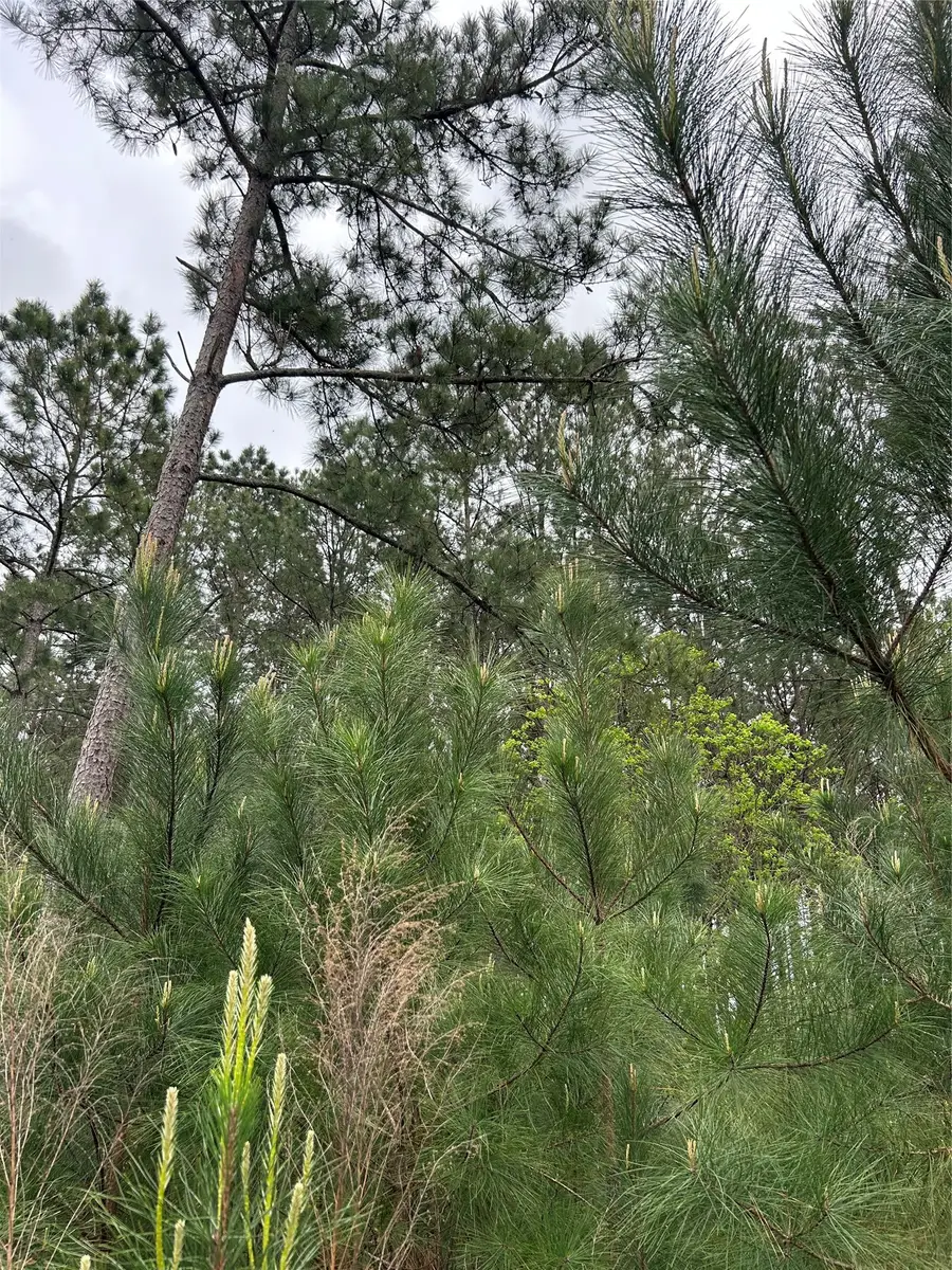 267 Road 5102, Cleveland, TX 77327 - #3