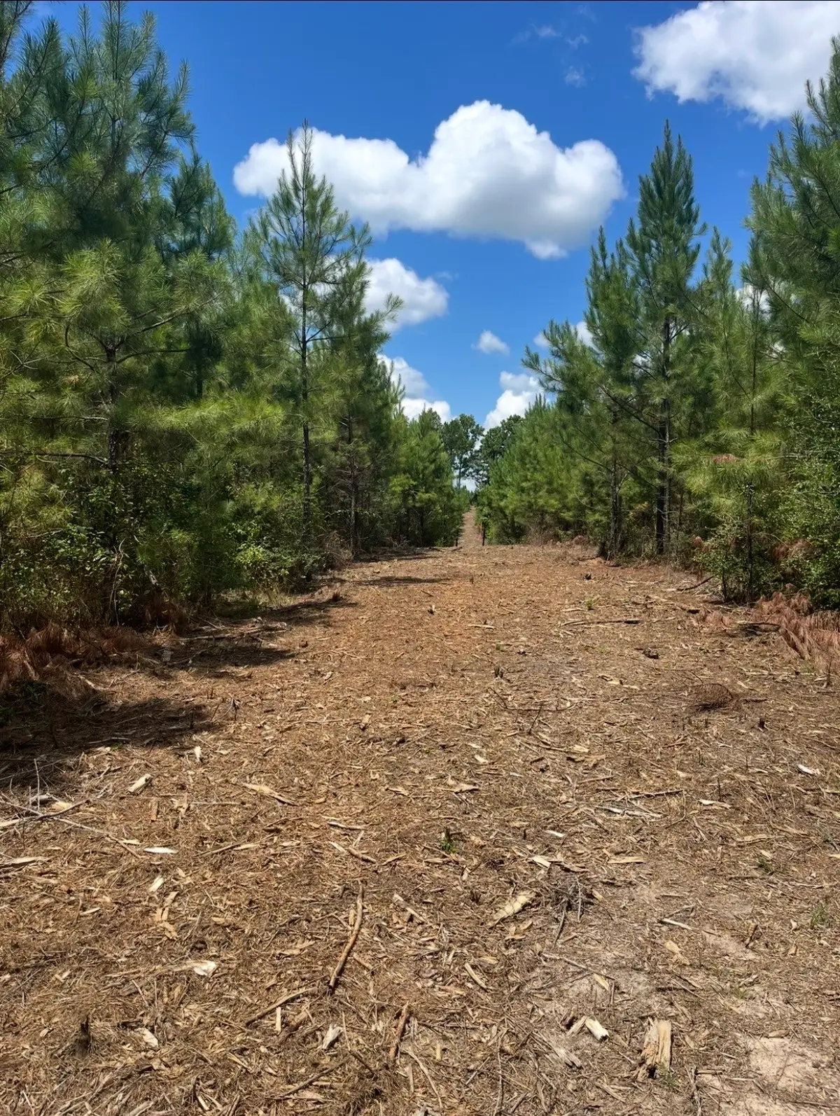 10343 Private Road 8012, Bronson, TX 75930 - #1