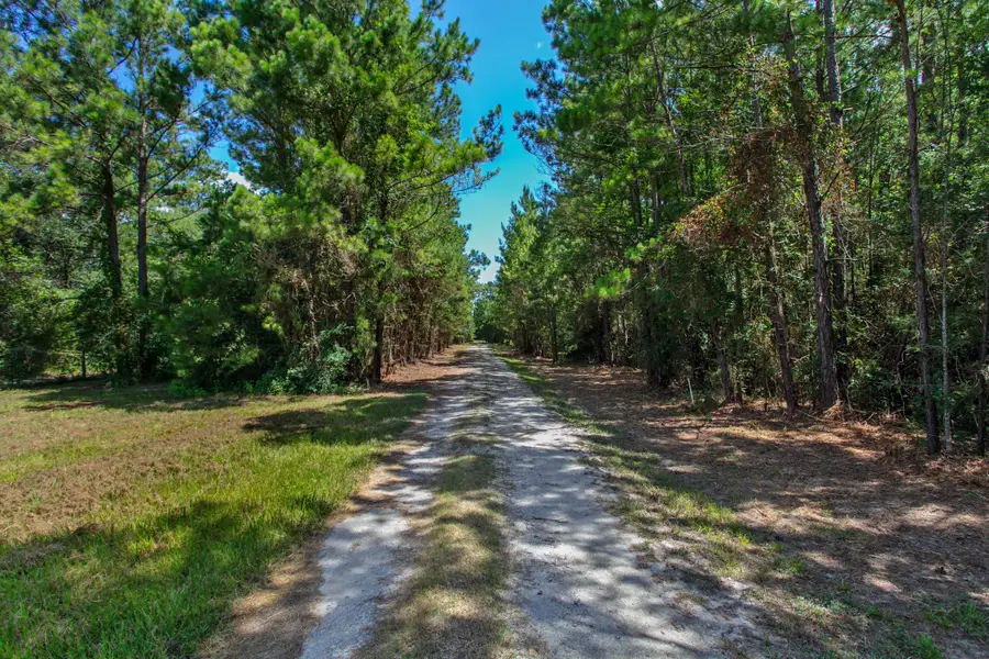 9195 County Road 207, Plantersville, TX 77363 - #2