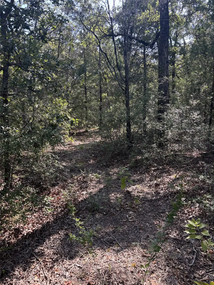 667 Paint Creek South Road, Paige, TX 78659 - #3