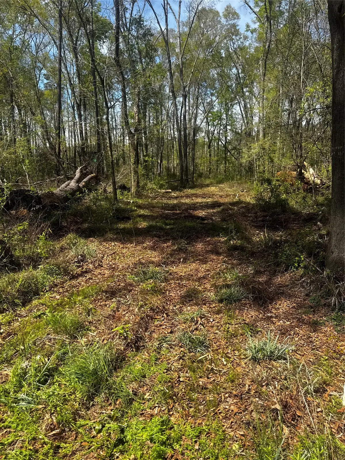 0 Winter Creek, Shepherd Evergreen, TX 77328 - #1