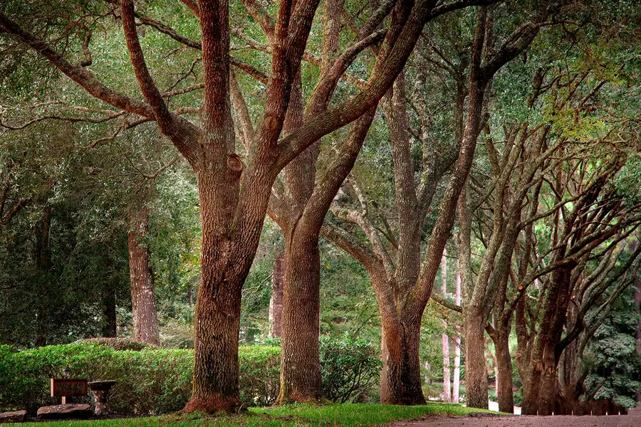 26442 Mcdonald Road, Southeast Montgomery, TX 77380 - Image #3